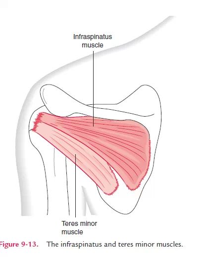 Key Aspects of Dynamic Stability in the Shoulder Joint