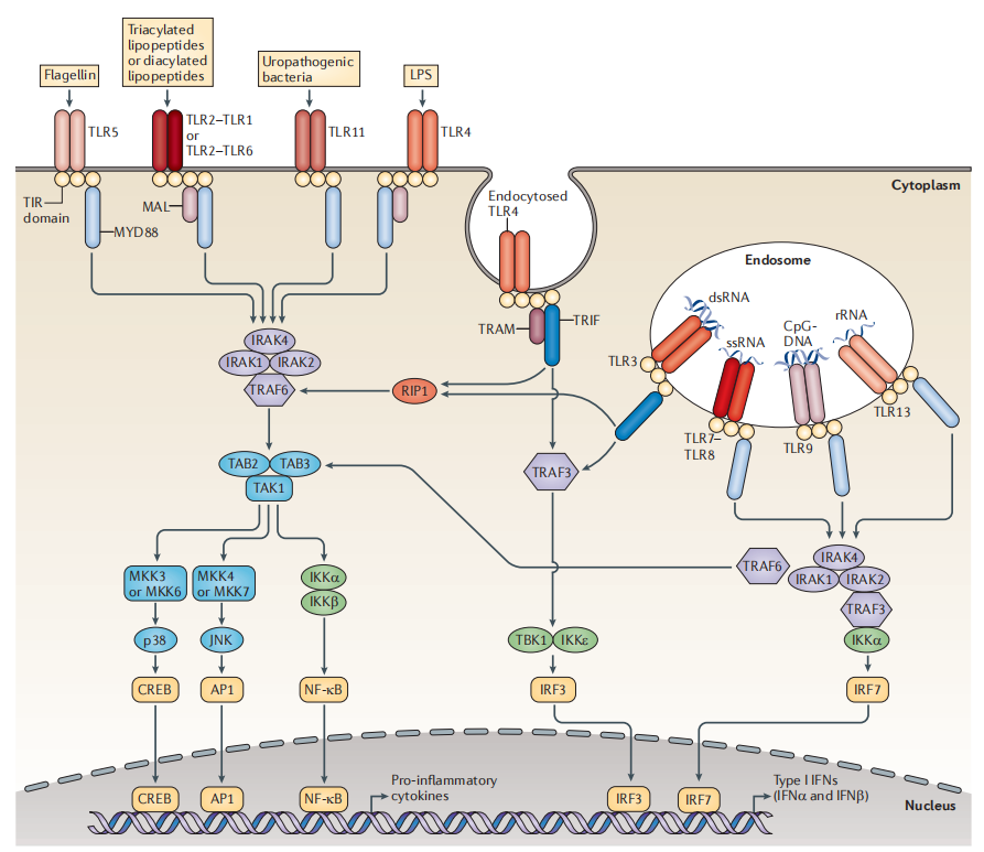 Technical Insights into 15 ADC Drugs and Future Innovations
