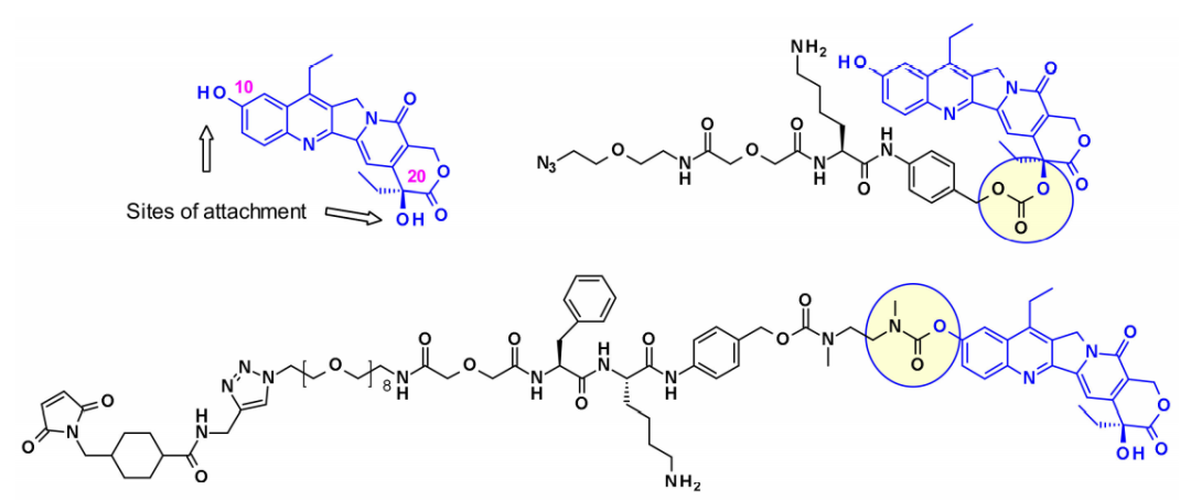 Overview of Antibody-Drug Conjugates (ADCs)