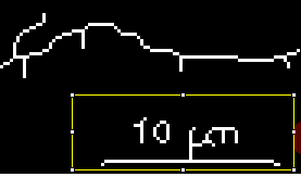 Unlocking Various Technical Skills in ImageJ