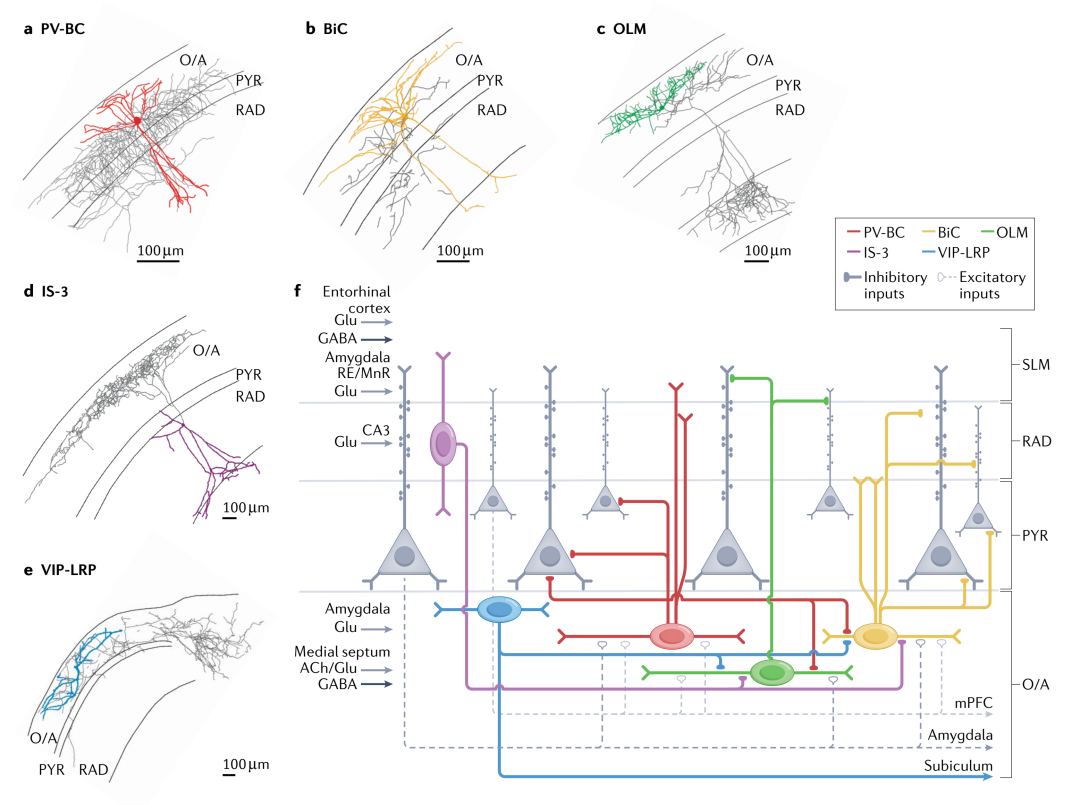 The Role of Inhibitory Circuits in Hippocampal Memory Processing