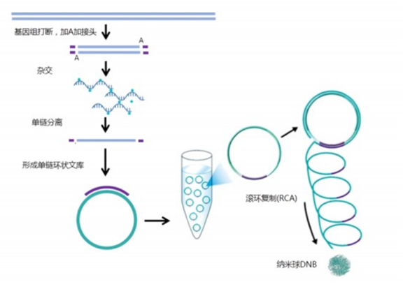 Molecular Diagnosis Technology Comprehensive Analysis Trilogy