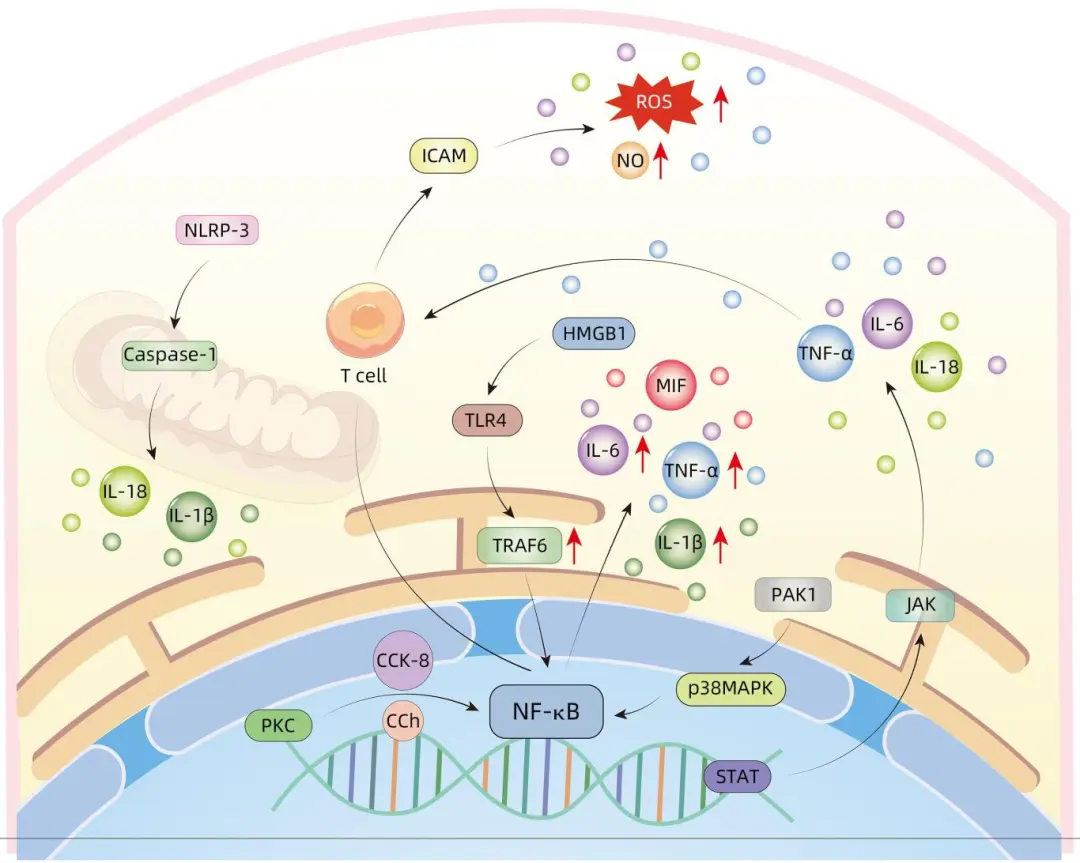 Mechanisms and Prevention of Acute Pancreatitis Complicating Liver Failure