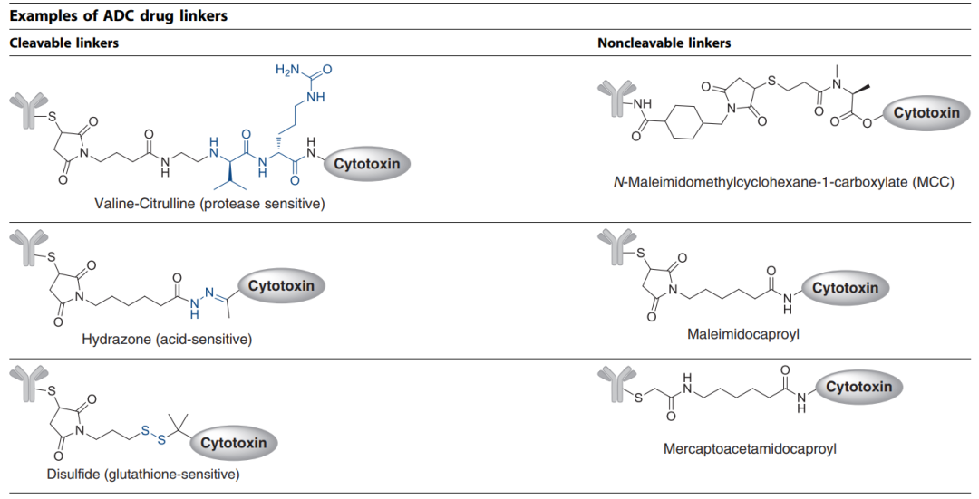 Comprehensive Interpretation of Antibody-Drug Conjugates (ADC)