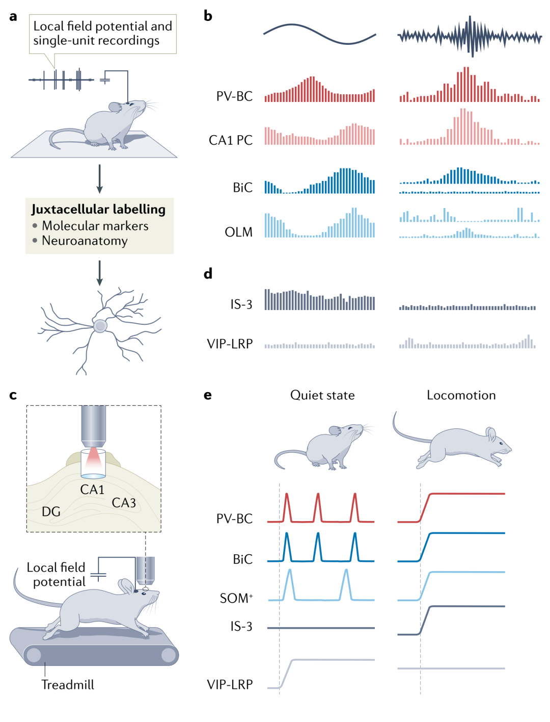 The Role of Inhibitory Circuits in Hippocampal Memory Processing