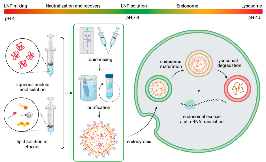 In-Depth Analysis of How Lipid Nanoparticles (LNP) Deliver RNA Drugs