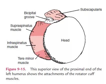 Key Aspects of Dynamic Stability in the Shoulder Joint