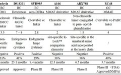 The Structure-Activity Relationship of ADCs