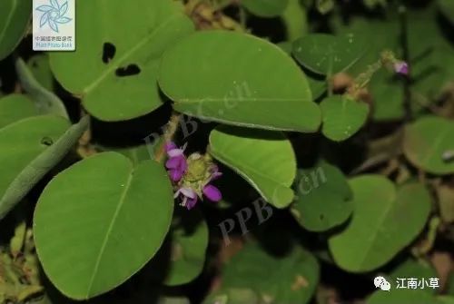 Overview of Desmodium Styracifolium (Broad Moneywort)