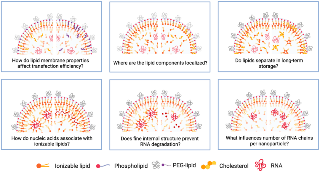 In-Depth Analysis of How Lipid Nanoparticles (LNP) Deliver RNA Drugs