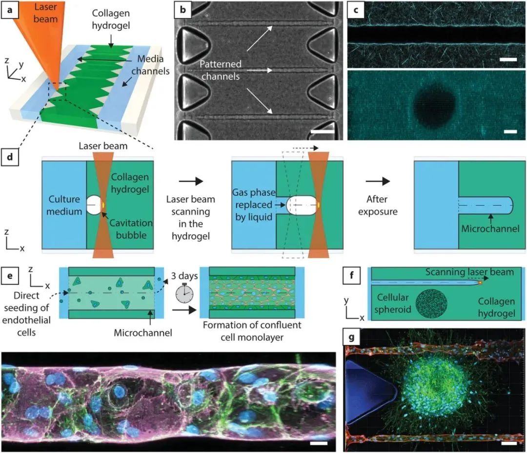 Bioprinting of Vascularized Tissues: A Comprehensive Review