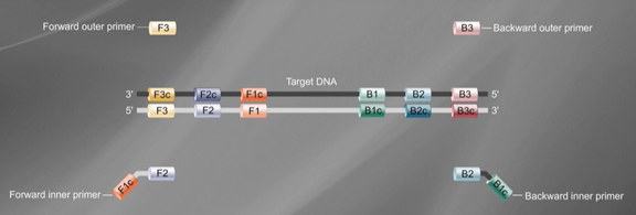Molecular Diagnosis Technology Comprehensive Analysis Trilogy
