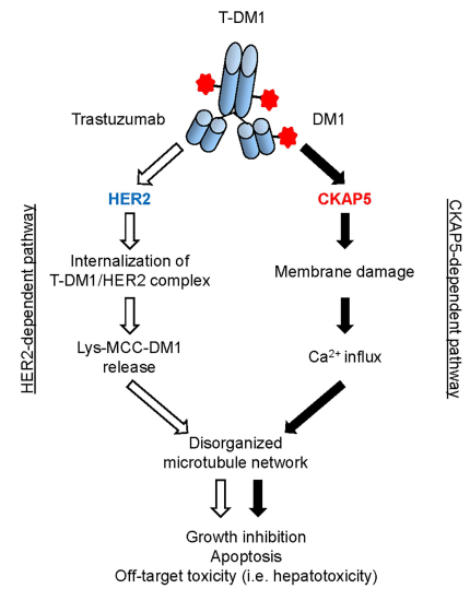 Discussion on Off-Target Toxicity Mechanisms of ADC Drugs