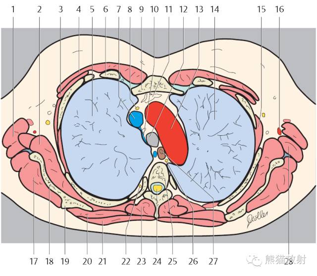 Chest Anatomy | Chest CT Cross-Sectional Anatomy