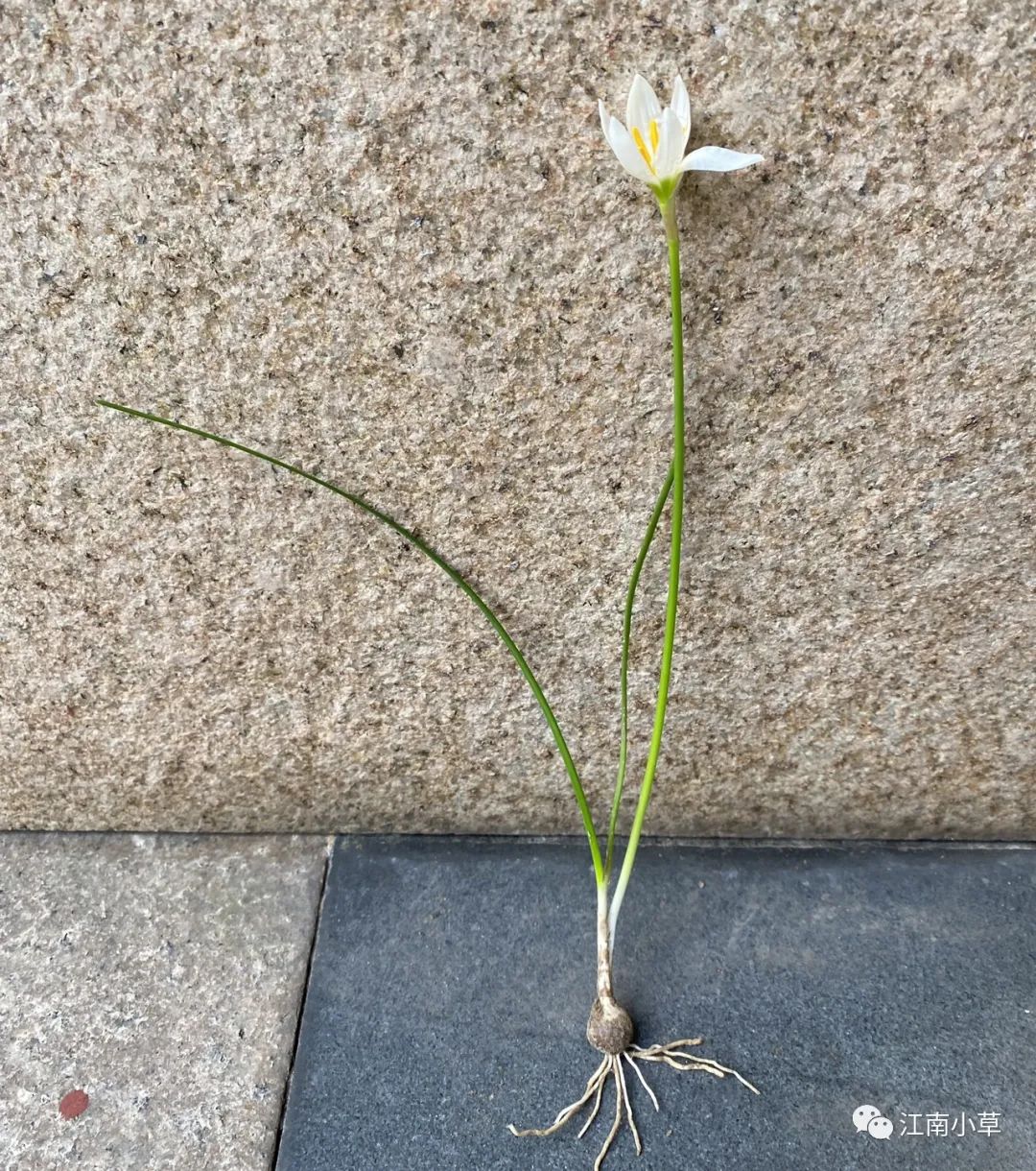 Understanding The Herb Zephyranthes Candidus
