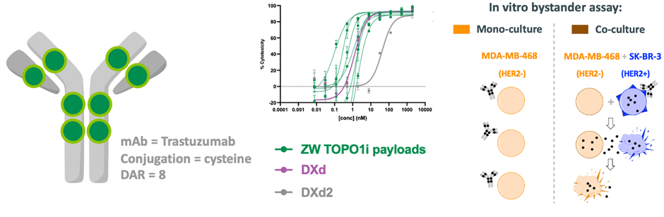 Zymeworks: Overview of Leading ADC Platforms