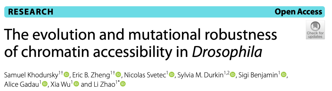 Predicting Chromatin Accessibility in Drosophila Using CNN and Multi-Head Attention