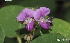 Overview of Desmodium Styracifolium (Broad Moneywort)