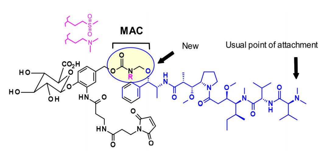 Overview of Antibody-Drug Conjugates (ADCs)