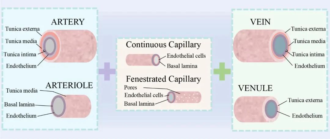 Bioprinting of Vascularized Tissues: A Comprehensive Review