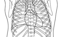 Chest Anatomy | Chest CT Cross-Sectional Anatomy