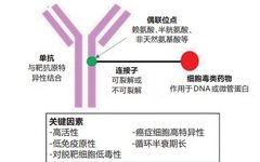 Biological Analysis of ADC Drugs Using LC-MS/MS