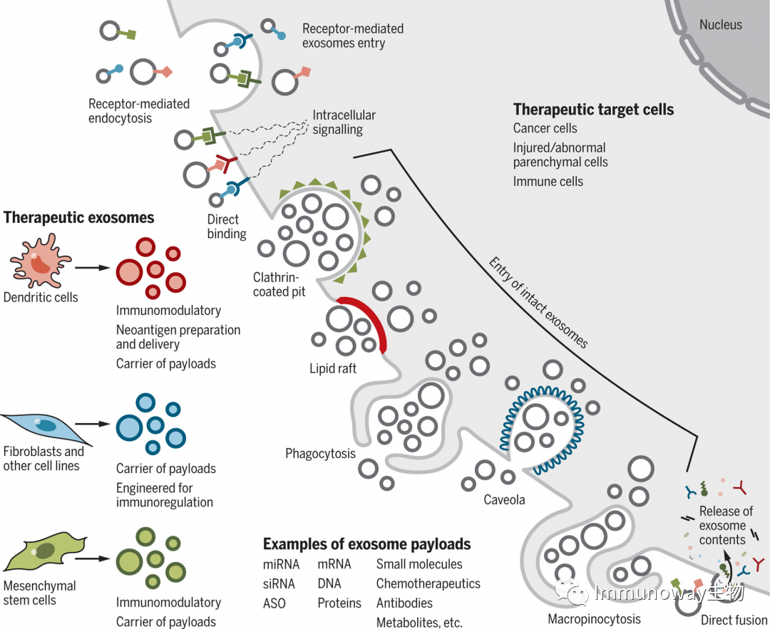 Extracellular Vesicles: Biological Functions and Clinical Applications