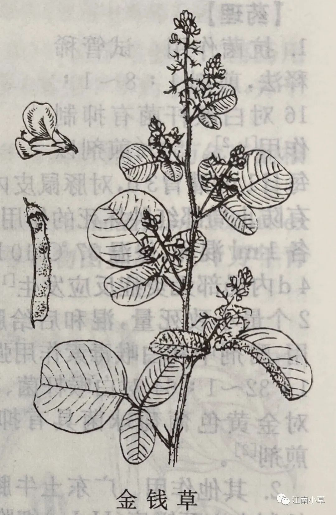 Overview of Desmodium Styracifolium (Broad Moneywort)