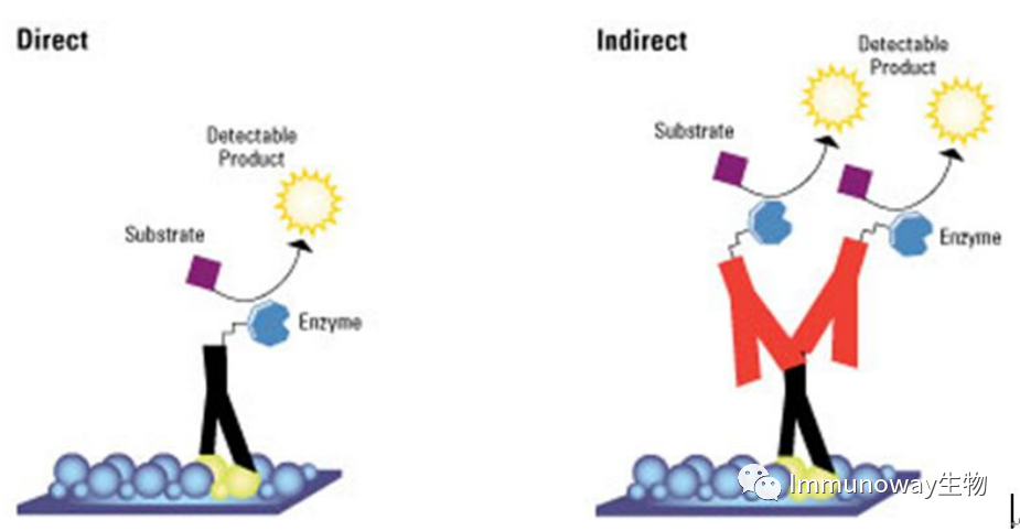 Principles and Color Matching of Secondary Antibody Selection