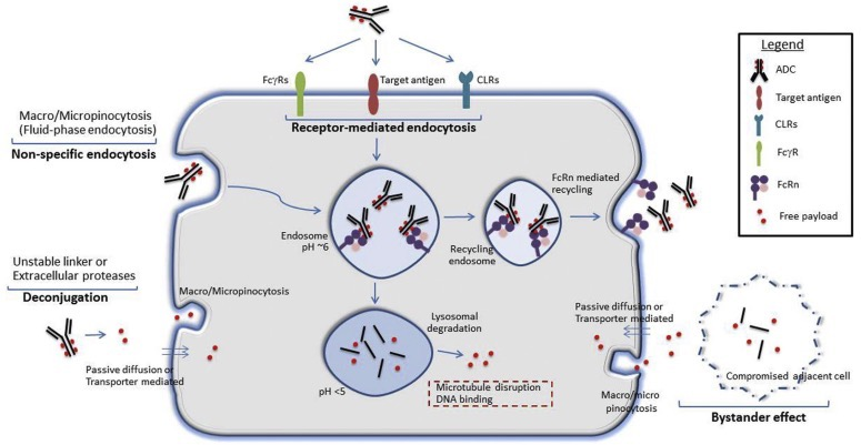 Discussion on Off-Target Toxicity Mechanisms of ADC Drugs