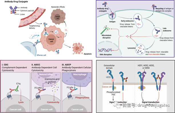 In-Depth Review of ADC Drug Development and Future Directions