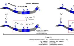 ADC Bioconjugation Technology