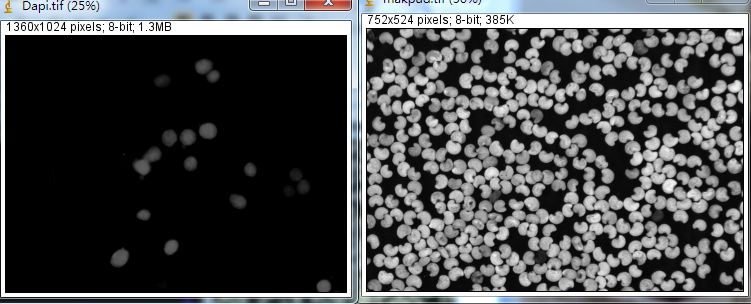 Unlocking Various Technical Skills in ImageJ