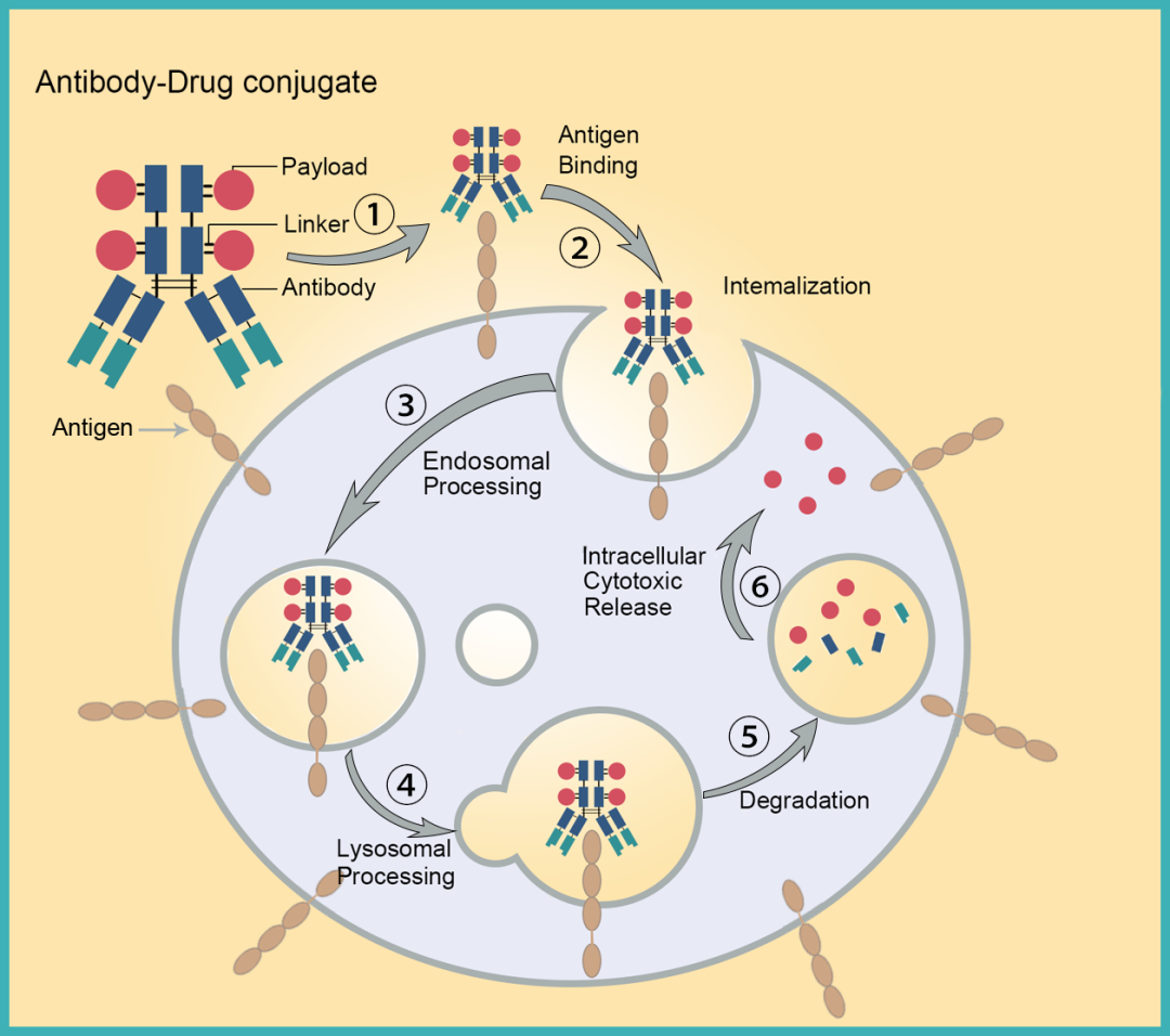 Technical Insights into 15 ADC Drugs and Future Innovations
