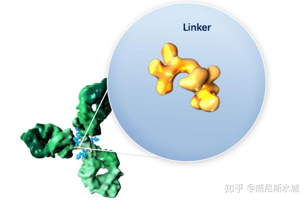 Classification, Cases, and Mechanism of Cleavable Linkers in ADC