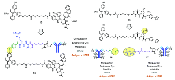 Degrader-Antibody Conjugates: Risks on the Path from Concept to Reality