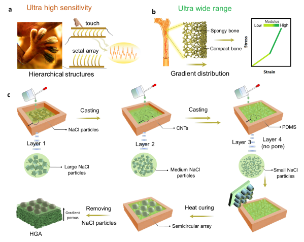 Bioinspired Strategies for High-Sensitivity Pressure Sensors