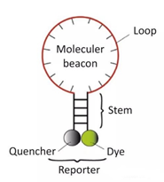 Molecular Diagnosis Technology Comprehensive Analysis Trilogy