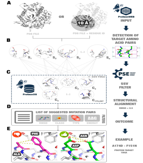 Proteus: An Algorithm for Stable Mutations Based on Known Protein 3D Structures