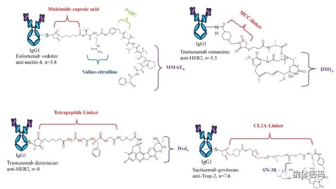 FDA Experts Analyze Challenges and Prospects of ADC Drugs