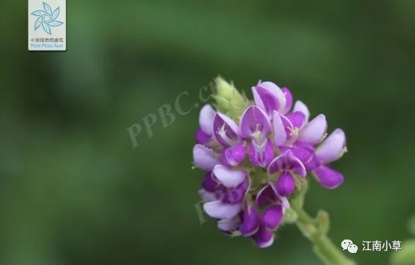 Overview of Desmodium Styracifolium (Broad Moneywort)