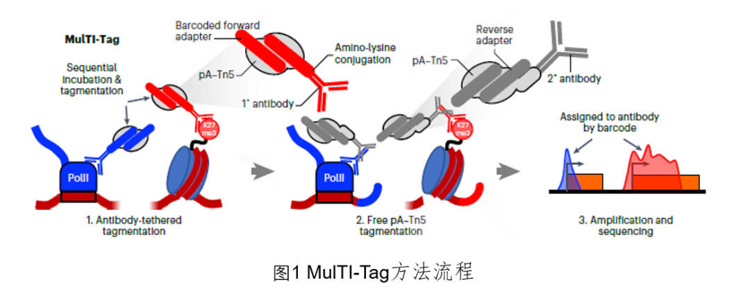 NBT | MulTI-Tag: Multi-Factor Epigenetic Mapping at Single-Cell Resolution
