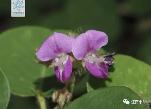 Overview of Desmodium Styracifolium (Broad Moneywort)