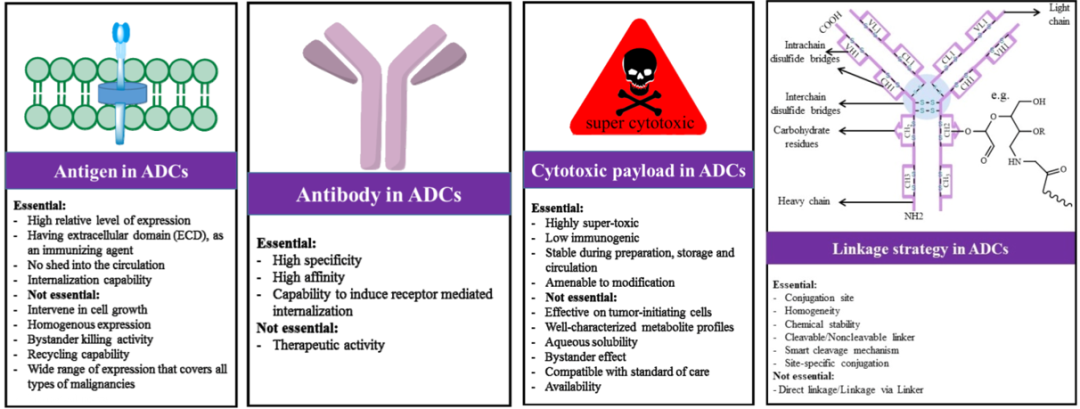 Comprehensive Interpretation of Antibody-Drug Conjugates (ADC)