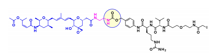 Overview of Antibody-Drug Conjugates (ADCs)