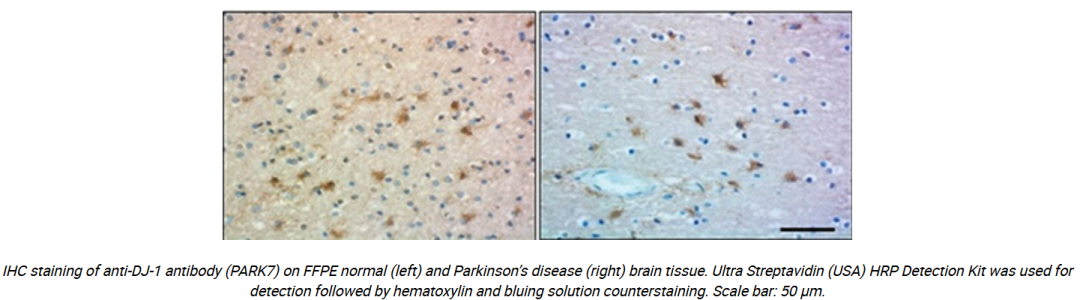 What Else Does BioLegend Offer for IHC/ICC Applications?