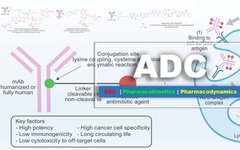 Key Considerations in ADC Design Based on Pharmacokinetics