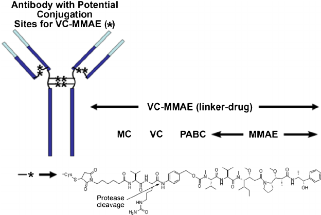 Discussing Immunogenicity of ADCs