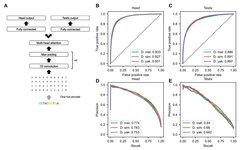 Predicting Chromatin Accessibility in Drosophila Using CNN and Multi-Head Attention