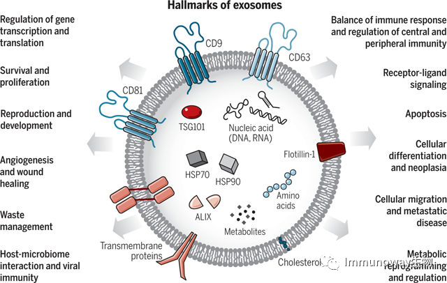 Extracellular Vesicles: Biological Functions and Clinical Applications